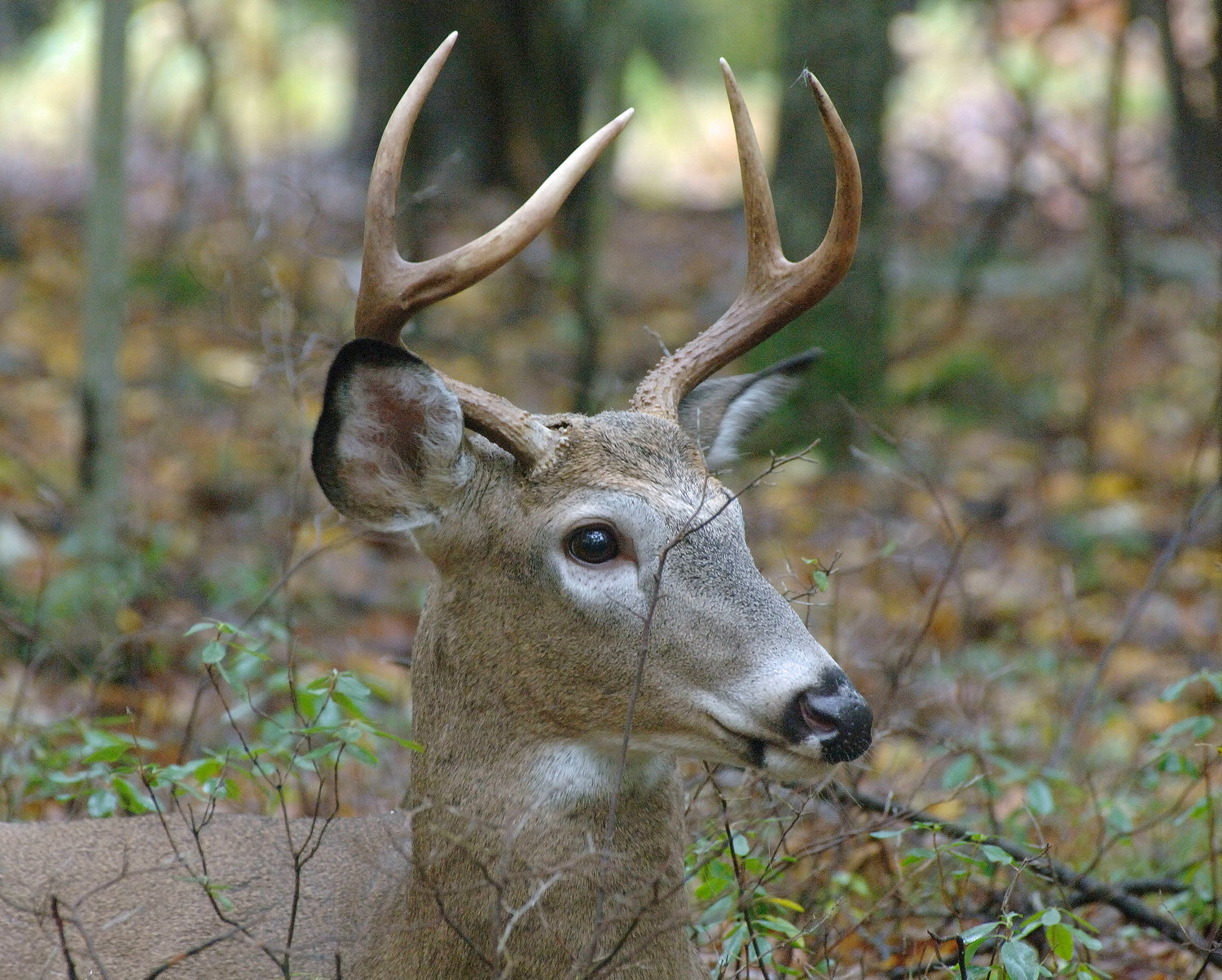 This is a typical male deer (buck) taken during the fall. The antlers no longer have velvet, which they had during the summer. Though much of the roadside brush has lost its foliage, the winter coat of deer is brown. This reduces visibility for drivers, due to deer blending into the background of leaves, common in many areas.